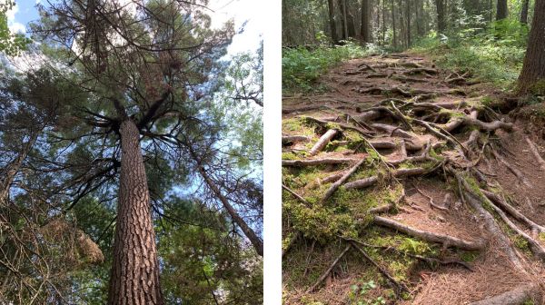 Rooted in Success: How Trees Can Teach Us About Sustainable Weight Loss